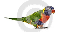 Rainbow Lorikeet, Trichoglossus moluccanus, isolated