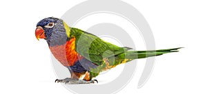 Rainbow Lorikeet, Trichoglossus moluccanus, isolated