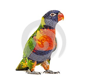 Rainbow Lorikeet, Trichoglossus moluccanus, isolated