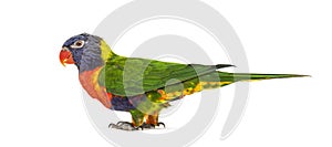 Rainbow Lorikeet, Trichoglossus moluccanus, isolated