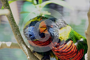 Rainbow Lorikeet Trichoglossus moluccanus Pair of Birds Close Kissing Up