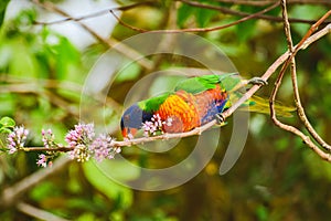 Rainbow lorikeet (Trichoglossus moluccanus) parrot, colorful small bird, animal sits high on a tree branch