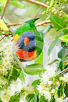 Rainbow lorikeet (Trichoglossus moluccanus) parrot, colorful small bird, animal sits high on a tree branch