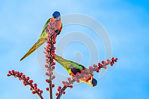 Rainbow lorikeet (Trichoglossus moluccanus) parrot, colorful small bird, animal sits high on a tree branch