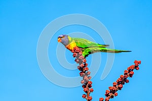 Rainbow lorikeet (Trichoglossus moluccanus) parrot, colorful small bird, animal sits high on a tree branch