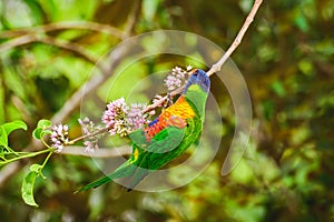 Rainbow lorikeet (Trichoglossus moluccanus) parrot, colorful small bird, animal sits high on a tree branch