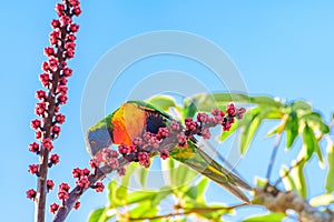 Rainbow lorikeet (Trichoglossus moluccanus) parrot, colorful small bird, animal sits high on a tree branch