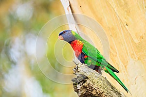 Rainbow lorikeet (Trichoglossus moluccanus) parrot, colorful small bird, animal sitting high