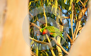 Rainbow lorikeet (Trichoglossus moluccanus) parrot, colorful small bird, animal sitting high on a eucalyptus tree branch