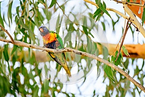 Rainbow lorikeet (Trichoglossus moluccanus) parrot, colorful small bird, animal sitting high on a tree branch