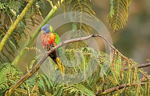 Rainbow lorikeet (Trichoglossus moluccanus) parrot, colorful small bird, animal sitting high on a tree branch