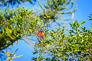 Rainbow lorikeet (Trichoglossus moluccanus) parrot, colorful small bird, animal sitting high on a tree branch