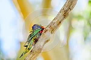 Rainbow lorikeet (Trichoglossus moluccanus) parrot, colorful small bird, animal sitting high on a tree branch