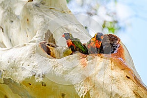 Rainbow lorikeet (Trichoglossus moluccanus) parrot, colorful small bird, a pair of birds sits high on the trunk