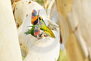 Rainbow lorikeet (Trichoglossus moluccanus) parrot, colorful small bird, pair of birds sitting high on the trunk