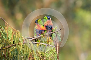 Rainbow lorikeet (Trichoglossus moluccanus) parrot, colorful small bird, pair of birds sitting on a tree branch