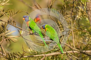 Rainbow lorikeet (Trichoglossus moluccanus) parrot, colorful small bird, pair of birds sitting on a tree branch