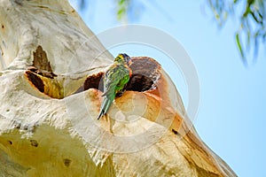 Rainbow lorikeet (Trichoglossus moluccanus) parrot, colorful small bird, the bird sits high on the trunk photo
