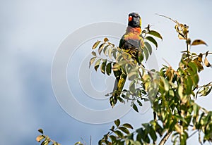 A Rainbow Lorikeet (Trichoglossus moluccanus) perched on a tree