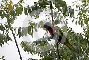 A Rainbow Lorikeet (Trichoglossus moluccanus) perched on a tree