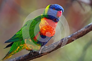 The rainbow lorikeet ,Trichoglossus moluccanus, sitting on the branch. Extremely colored parrot on a branch with a colorful