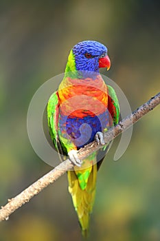 The rainbow lorikeet Trichoglossus moluccanus sitting on the branch. Extremely colored parrot on a branch with a colorful