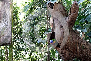 Rainbow lorikeet (Trichoglossus moluccanus) sitting in a tree hole : (pix Sanjiv Shukla)