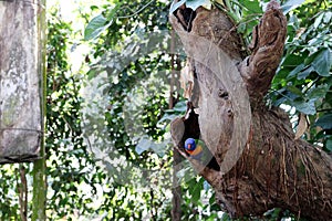 Rainbow lorikeet (Trichoglossus moluccanus) sitting in a tree hole : (pix Sanjiv Shukla)