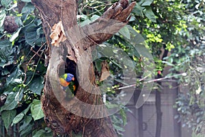 Rainbow lorikeet (Trichoglossus moluccanus) sitting in a tree hole : (pix Sanjiv Shukla)