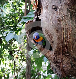 Rainbow lorikeet (Trichoglossus moluccanus) sitting in a tree hole : (pix Sanjiv Shukla)