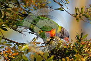 Rainbow Lorikeet - Trichoglossus moluccanus- species of parrot from Australia, common along the eastern seaboard
