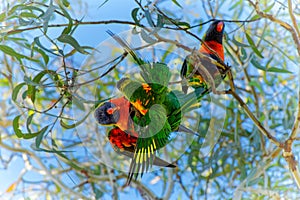 Rainbow Lorikeet - Trichoglossus moluccanus- species of parrot from Australia, common along the eastern seaboard, from northern