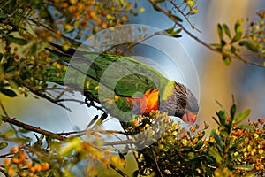 Rainbow Lorikeet - Trichoglossus moluccanus- species of parrot found in Australia, common along the eastern seaboard, from norther