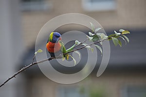 Rainbow Lorikeet, watching and waiting