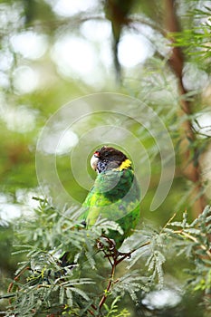 Rainbow Lorikeet,West Australia