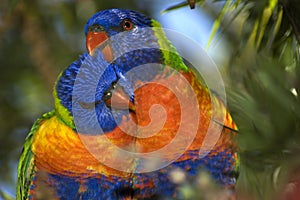 Rainbow Lorikeets photo