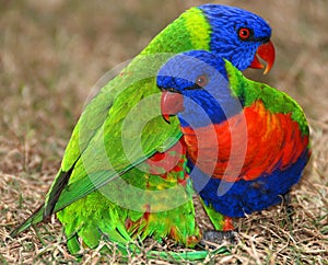 Rainbow Lorikeets photo