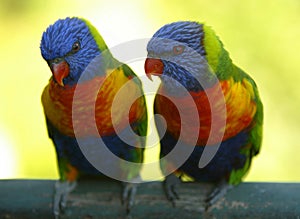 Rainbow Lorikeets photo