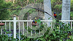 Rainbow lorikeets chasing off crested pigeons to establish food queue dominance