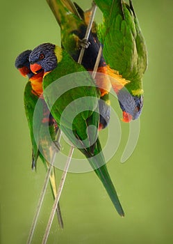 Rainbow lorikeets climbing a rope in front of mirror