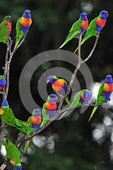 Rainbow lorikeets gather in a tree, queensland, australia