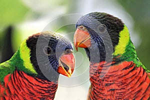 Rainbow Lorikeet