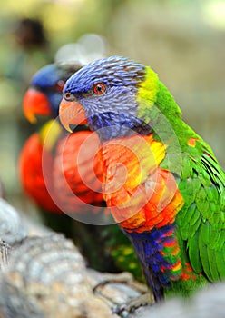 These Rainbow Lorikeets are perched on a branch and looking very colorful and tame.