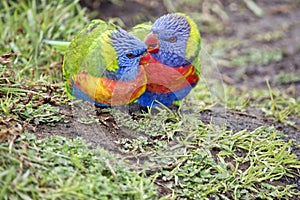 Rainbow lorikeets