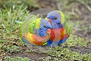 Rainbow lorikeets
