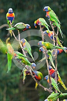 Rainbow lorikeets in the rain.