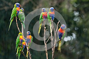 Rainbow lorikeets in the rain.