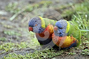 Two rainbow lorikeets