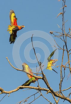 Rainbow Lorikeets on trees at Byron Bay