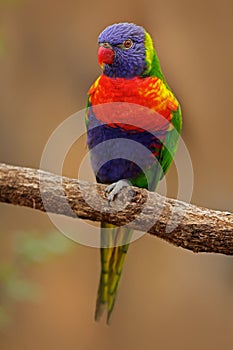 Rainbow Lorikeets, Trichoglossus haematodus, colourful parrot sitting on the branch, animal in the nature habitat, Australia. Blue